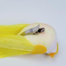 Птичка на зажиме 15*3см арт.7521556 микс