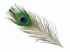 Перо павлина 20-30см арт.ИВ-264