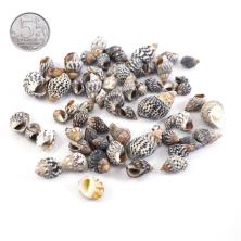 Ракушки 10-22мм "Nassa Pussata Asstd" арт.DRF-010 (100гр)