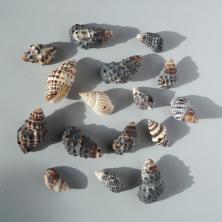 Ракушки 15-25мм ассорти арт.D20-20 01-натуральный (20гр)