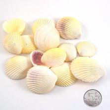 Ракушки арт.DRF-030 "Cardium Flavus" (15шт)