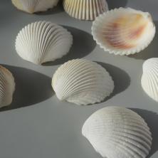 Ракушки арт.DRF-030 "Cardium Flavus" (15шт)