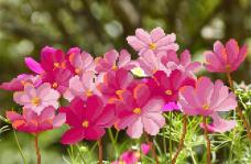 Г-012 "Цветы" Рисунок на ткани "М.П.Студия" 50*40см