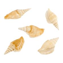 Ракушки 50-75мм ассорти арт.DRF-020 "Strombus Vittatus" (5шт)