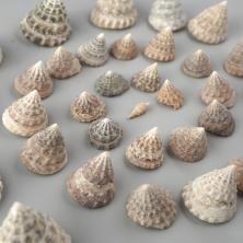 Ракушки 5-30мм "Echinellopsis Grandinatus" арт.DRF-018 ассорти (100гр)