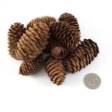 Набор шишек 5-10см арт.SF-2335 (10-13шт)