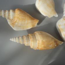 Ракушки 50-75мм ассорти арт.DRF-020 "Strombus Vittatus" (5шт)