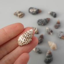 Ракушки 15-25мм ассорти арт.D20-20 натуральный (20гр)