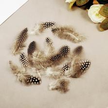 Перо фазана 5-7см арт.1250975 коричневый/белый (10шт)