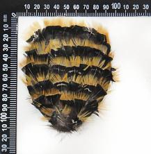 Булавка из перьев арт.B-005 св.рыжий