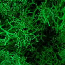 Мох стабилизированный арт.4722177 натуральный т.зеленый (50гр)