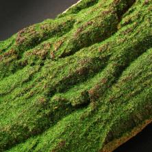 Кора дерева 