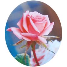 Папертоль мини 