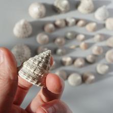 Ракушки 5-30мм "Echinellopsis Grandinatus" арт.DRF-018 ассорти (100гр)