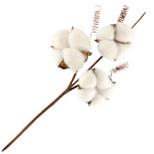 Ветка "Хлопок натуральный" 33см арт.CTW-05