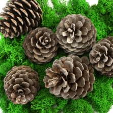 Набор шишек натуральных 5-8см арт.АА-0008 (6шт)
