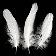 Перо гусиное 10-15см арт.ФУ-10908