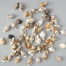 Ракушки 10-15мм ассорти арт.D20-29 01-натуральный (20гр)