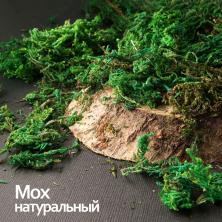 Мох декоративный "Blumentag" арт.BDN-50 натуральный зеленый (50гр)