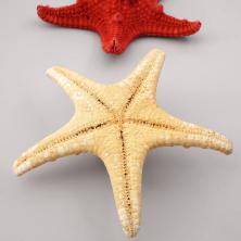 Морская звезда 10*10см арт.MZF-001 ассорти (2шт)