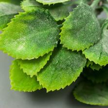 Лист розы пластик 15см арт.7445285 зеленый (6шт)