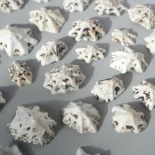 Ракушки 10-25мм "Patella Saharina" арт.DRF-011 ассорти (100гр)