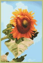 ДК-298 "Подсолнух" Схема для вышивания "Домашняя коллекция" А3 155*231кл