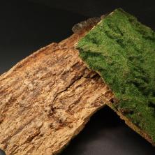 Кора дерева 