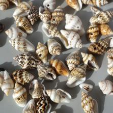 Ракушки 10-15мм ассорти арт.D20-29 01-натуральный (20гр)