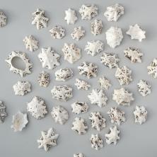 Ракушки 10-25мм "Patella Saharina" арт.DRF-011 ассорти (100гр)