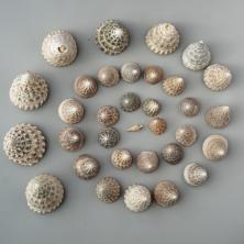 Ракушки 5-30мм "Echinellopsis Grandinatus" арт.DRF-018 ассорти (100гр)