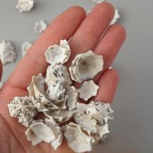 Ракушки 10-25мм "Patella Saharina" арт.DRF-011 ассорти (100гр)