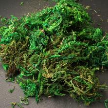 Мох декоративный "Blumentag" арт.BDN-50 натуральный зеленый (50гр)