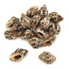 Ракушки 15-25мм ассорти арт.D20-20 01-натуральный (20гр)