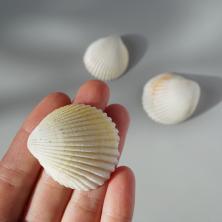 Ракушки арт.DRF-030 "Cardium Flavus" (15шт)