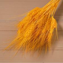 Ветка сухоцвет 