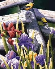 Г-032 "Ирисы" Рисунок на ткани "М.П.Студия" 50*40см