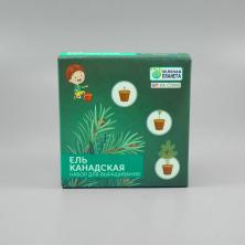 Набор для выращивания "Ель Канадская" 8*8*5см арт.GKG007